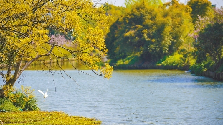  碧波蕩漾 浙江嘉興市海鹽縣望海街道永福社區(qū)荷花池，一汪碧水波光粼粼，風(fēng)光旖旎。當(dāng)?shù)厥冀K堅(jiān)持綠色發(fā)展，促進(jìn)人與自然和諧共生。 肖弗勒模具（嘉興）有限公司德國(guó)籍經(jīng)理 湯姆·魯特納攝 “當(dāng)?shù)卮迕窀嬖V我，如今環(huán)境變好了，茶余飯后，大家都會(huì)到河邊散散步，欣賞美景，和鄰居聊聊天。我想，好生態(tài)是大自然的饋贈(zèng)，更是長(zhǎng)三角地區(qū)大力治理生態(tài)環(huán)境的結(jié)果。希望美麗中國(guó)的綠色發(fā)展之路越走越好。”