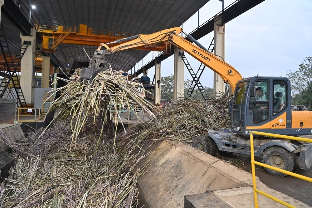 12月14日，在廣西來賓東糖鳳凰有限公司，員工操作機(jī)械將甘蔗投入傳送帶，準(zhǔn)備送往壓榨車間。