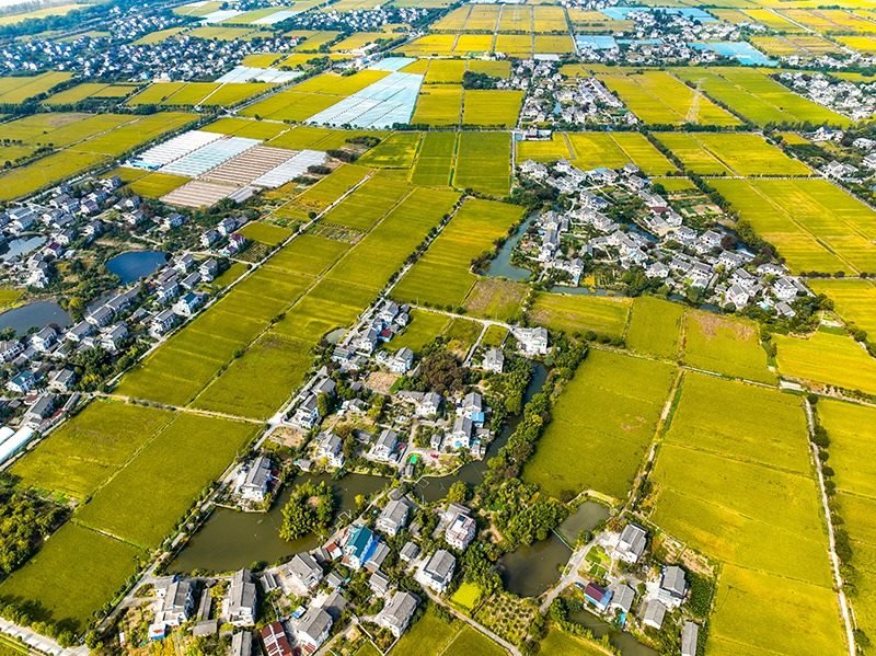 2023年10月22日，浙江海寧市黃灣鎮(zhèn)，金秋時(shí)節(jié)，金黃色的稻田與美麗鄉(xiāng)村構(gòu)成一幅寧?kù)o祥和的畫(huà)卷。