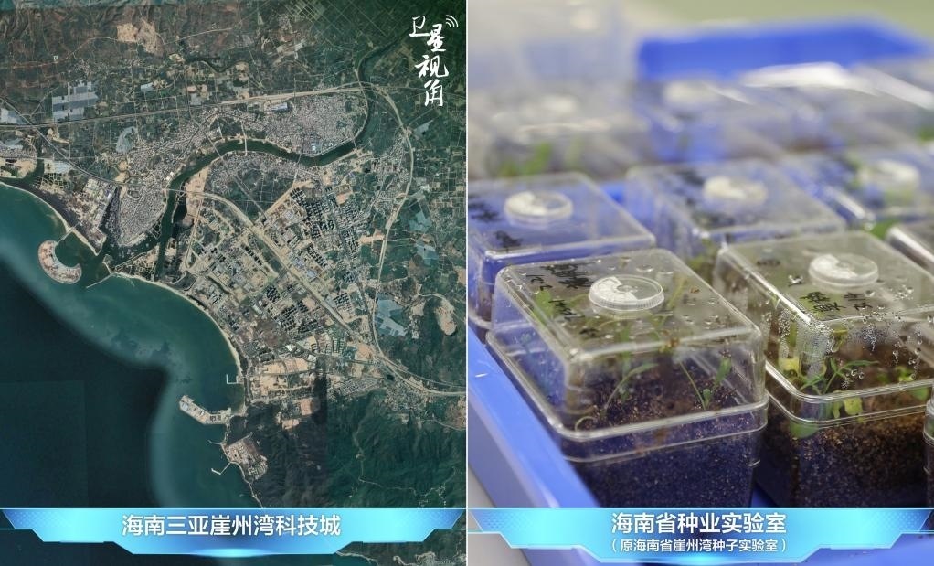 位于三亞崖州灣科技城的海南省種業(yè)實驗室（原海南省崖州灣種子實驗室）將形成輻射全國和“一帶一路”沿線國家的種子科學技術創(chuàng)新中心。