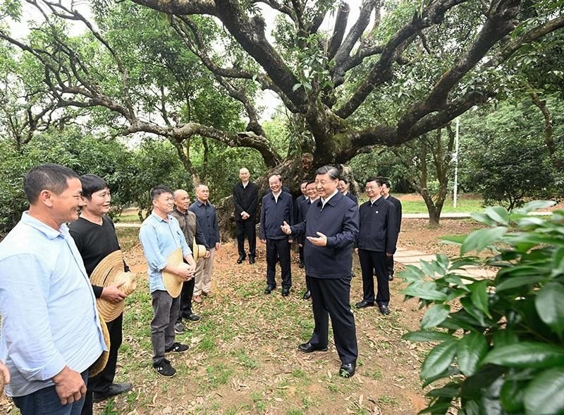 2023年4月11日，習(xí)近平總書記在廣東茂名柏橋村荔枝種植園，同現(xiàn)場技術(shù)人員親切交流。