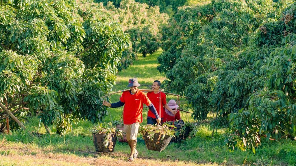 2023年10月，泰國(guó)尖竹汶府的龍眼種植園內(nèi)，采果工人正在運(yùn)輸新采摘的龍眼。（黎銀成攝 新華社發(fā)）