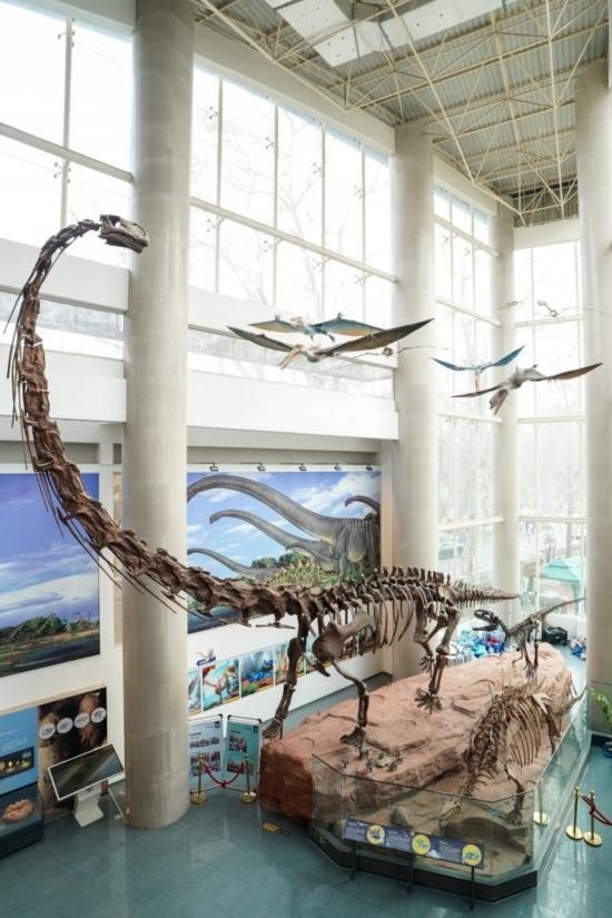 南京古生物博物館展出的馬門溪龍模型。新華社記者李博 攝