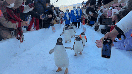 “逃學(xué)”企鵝漫步哈爾濱中央大街