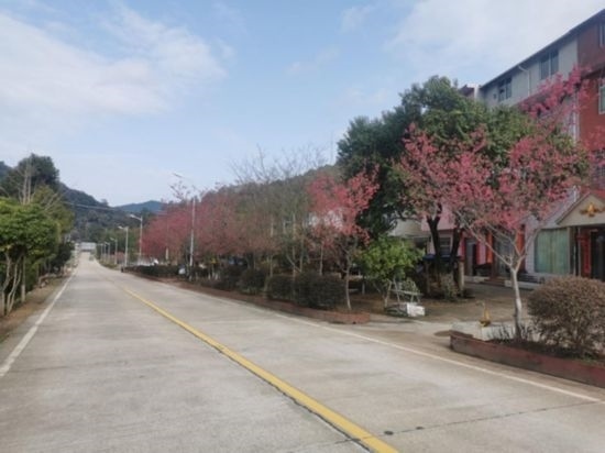 道路兩旁的山櫻花。將樂縣農(nóng)業(yè)農(nóng)村局供圖