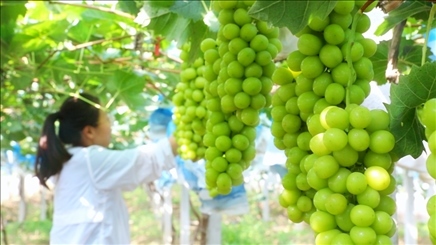 小屯村葡萄園里的陽光玫瑰葡萄。肖俊楠攝