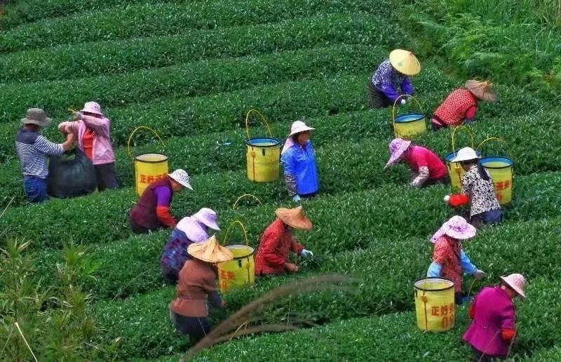 △軍營村茶農(nóng)在茶園采茶。