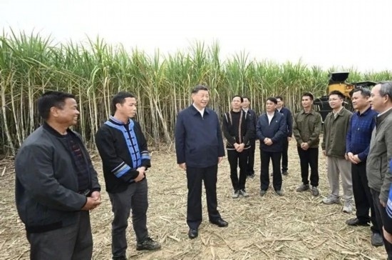 2023年12月14日，習(xí)近平總書(shū)記在廣西來(lái)賓市國(guó)家現(xiàn)代農(nóng)業(yè)產(chǎn)業(yè)園黃安優(yōu)質(zhì)“雙高”糖料蔗基地考察。