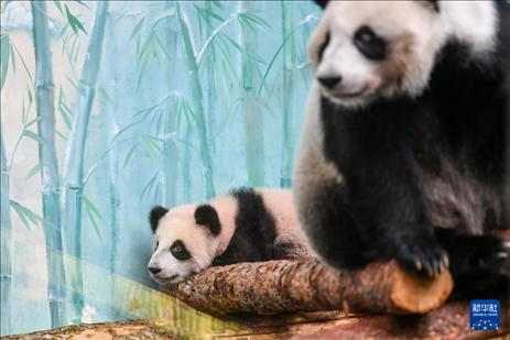 這是3月8日在俄羅斯莫斯科動物園拍攝的大熊貓“喀秋莎”（左）和媽媽“丁丁”。新華社記者 曹陽 攝