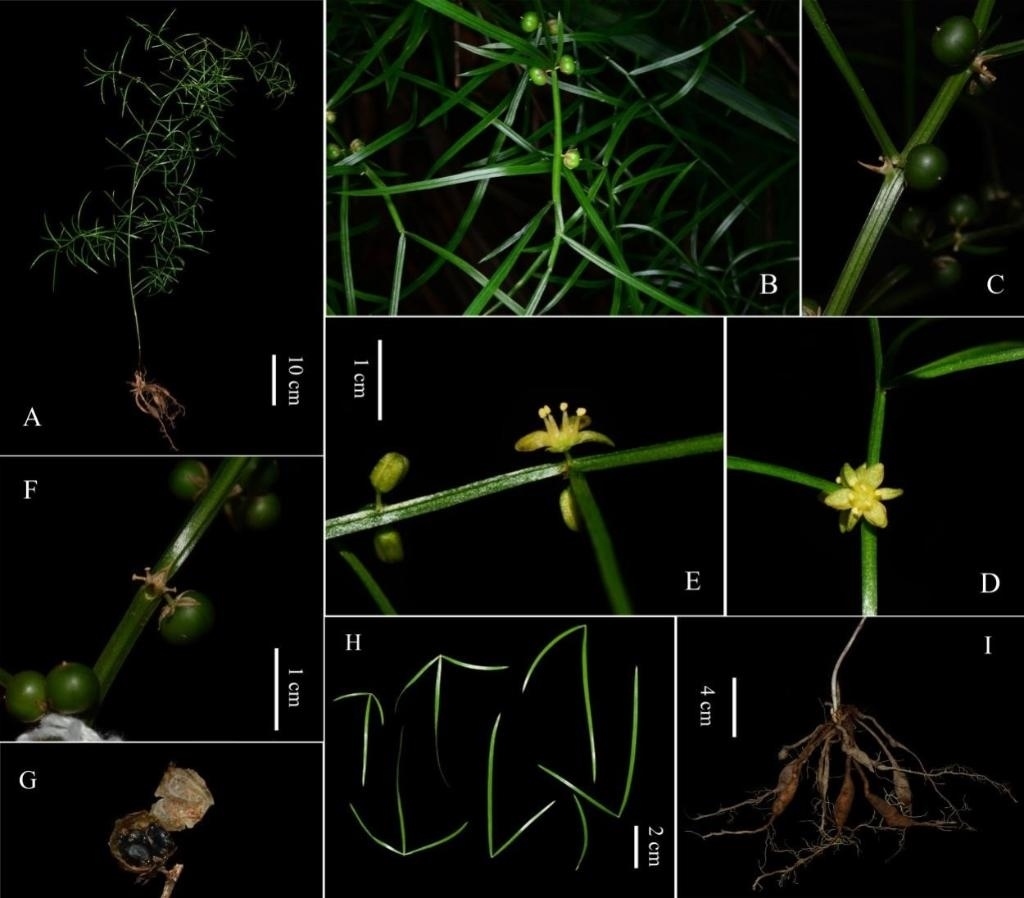 圖為大別山天門冬的形態(tài)特征。（中國(guó)科學(xué)院武漢植物園供圖）