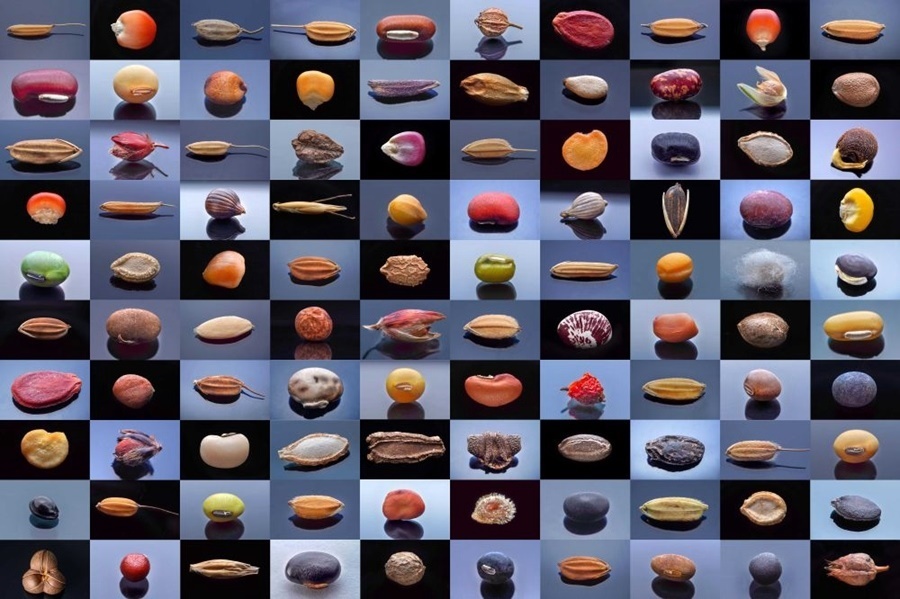 微距鏡頭下，湖南省農(nóng)作物種質(zhì)資源庫的種子千姿百態(tài)（100個種子拼版照片）。