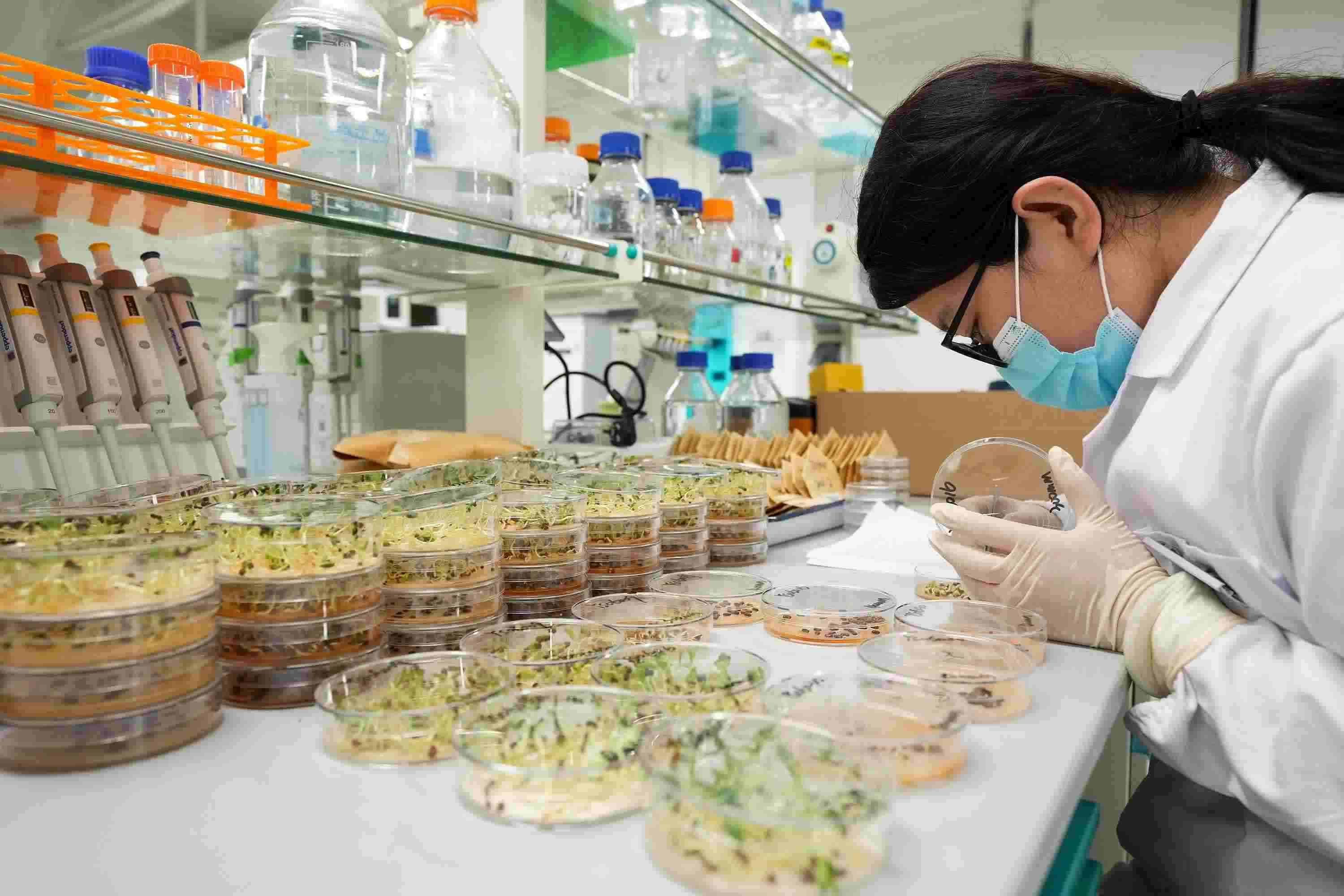 △ 海南三亞崖州灣科技城的崖州灣種子實驗室，科研人員正在觀察種子樣本。