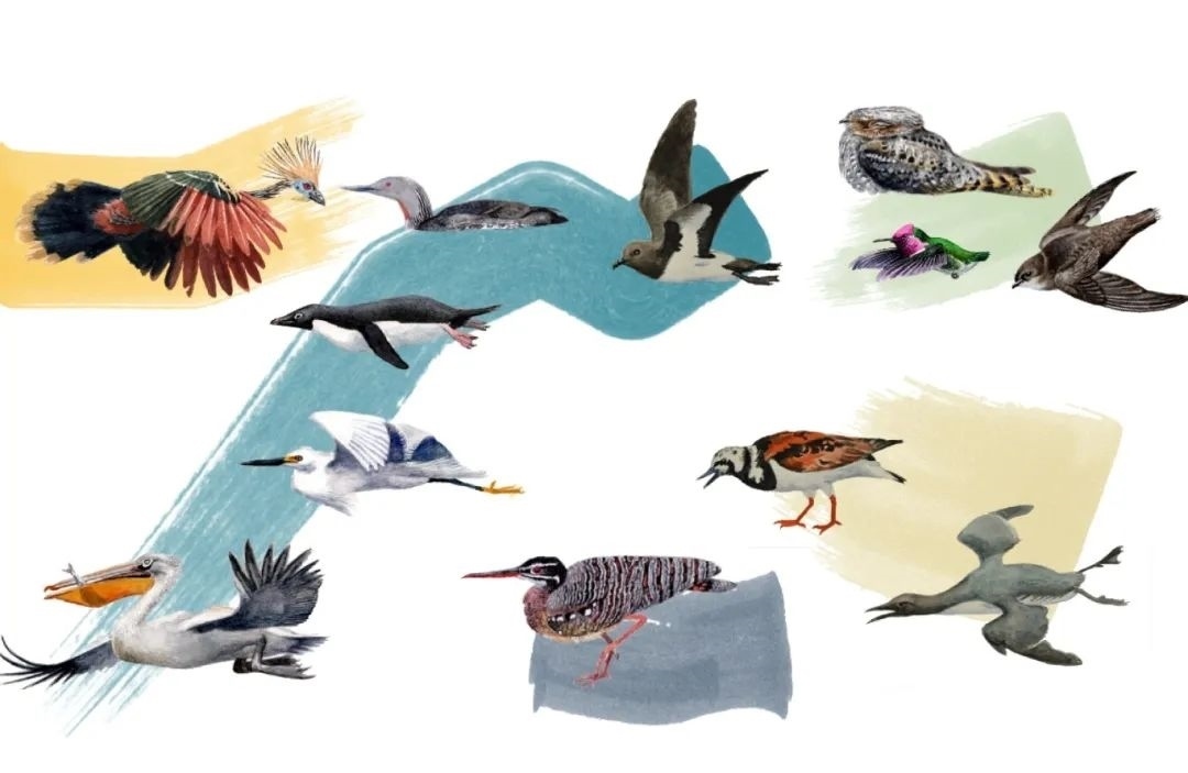 元素鳥(niǎo)類(lèi)。浙江大學(xué)供圖