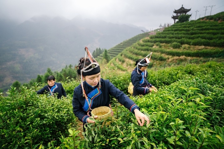 惠明茶采摘。供圖 共享聯(lián)盟·景寧