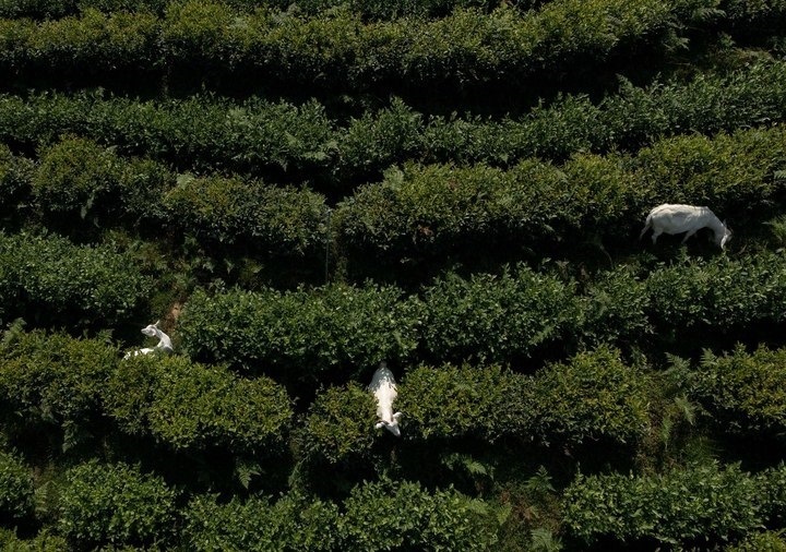 惠明茶園，養(yǎng)羊控草。供圖 共享聯(lián)盟·景寧