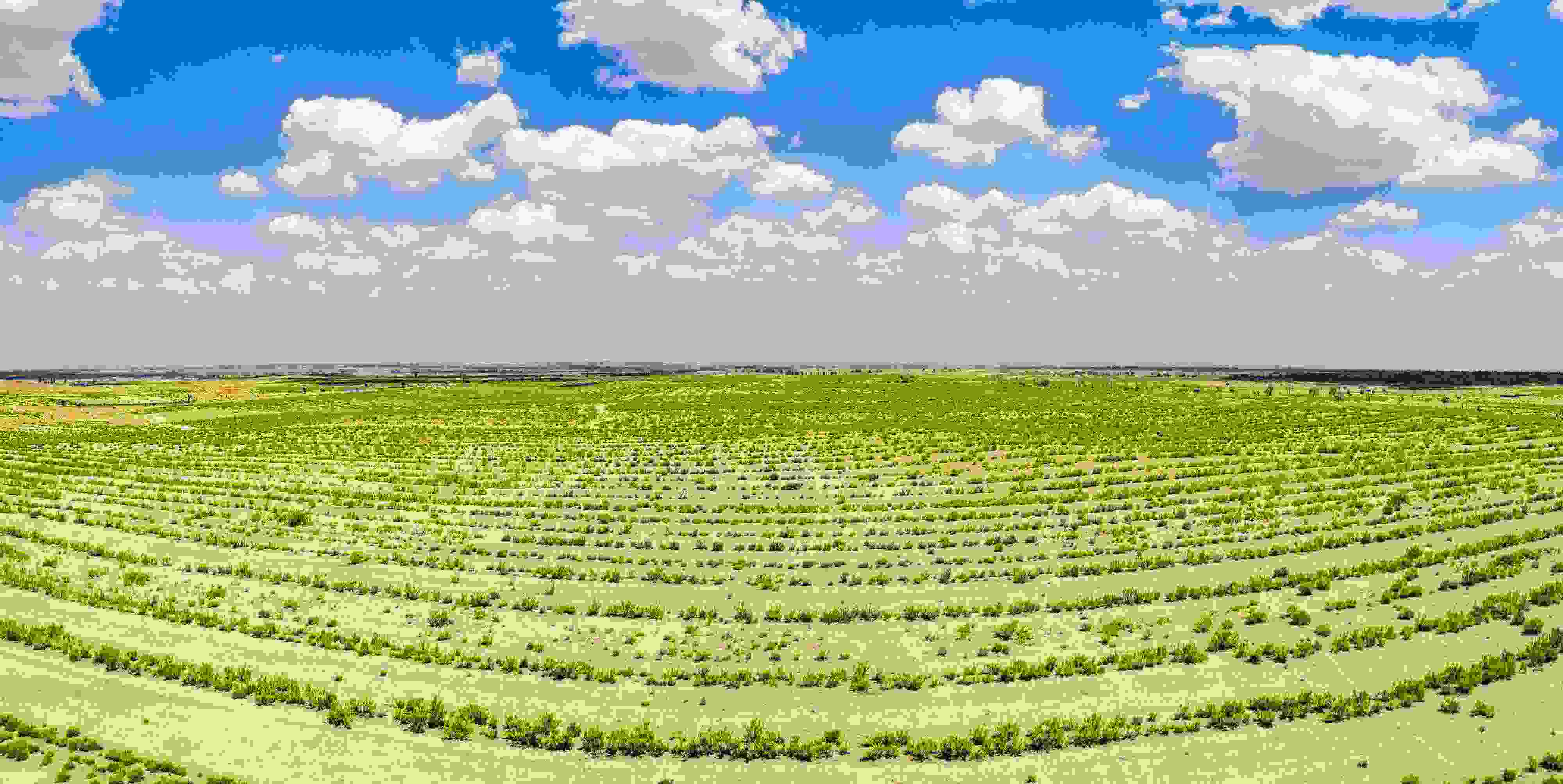 2023年6月7日，內(nèi)蒙古鄂爾多斯，毛烏素沙漠。