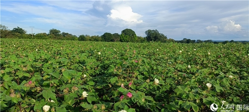 中國技術(shù)培養(yǎng)的當(dāng)?shù)孛藁ㄌ铩Ｈ嗣窬W(wǎng)記者 黃培昭攝