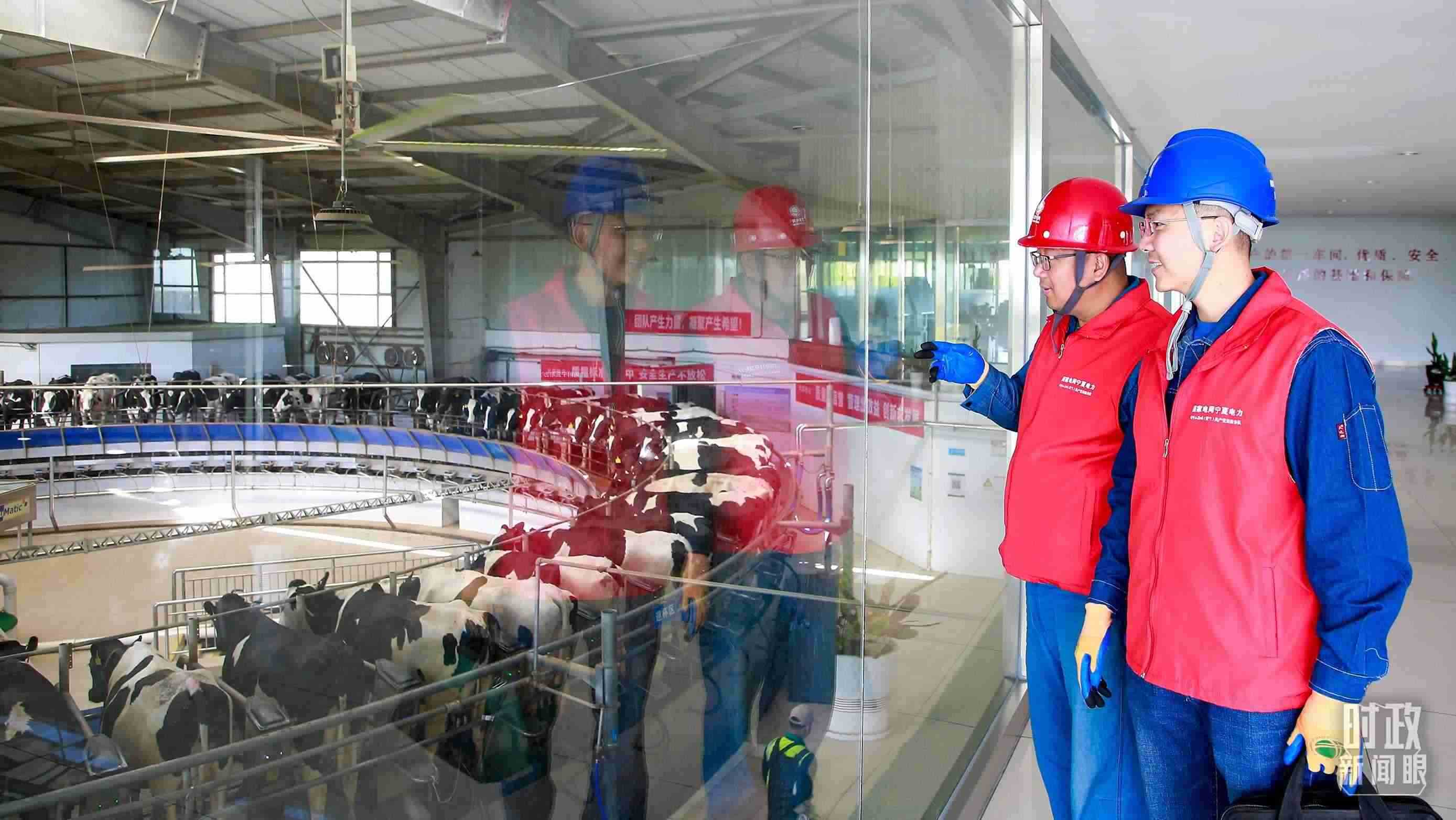  △寧夏銀川，電力員工深入奶牛養(yǎng)殖企業(yè)，助力數(shù)智化養(yǎng)殖。（圖/視覺中國(guó)）