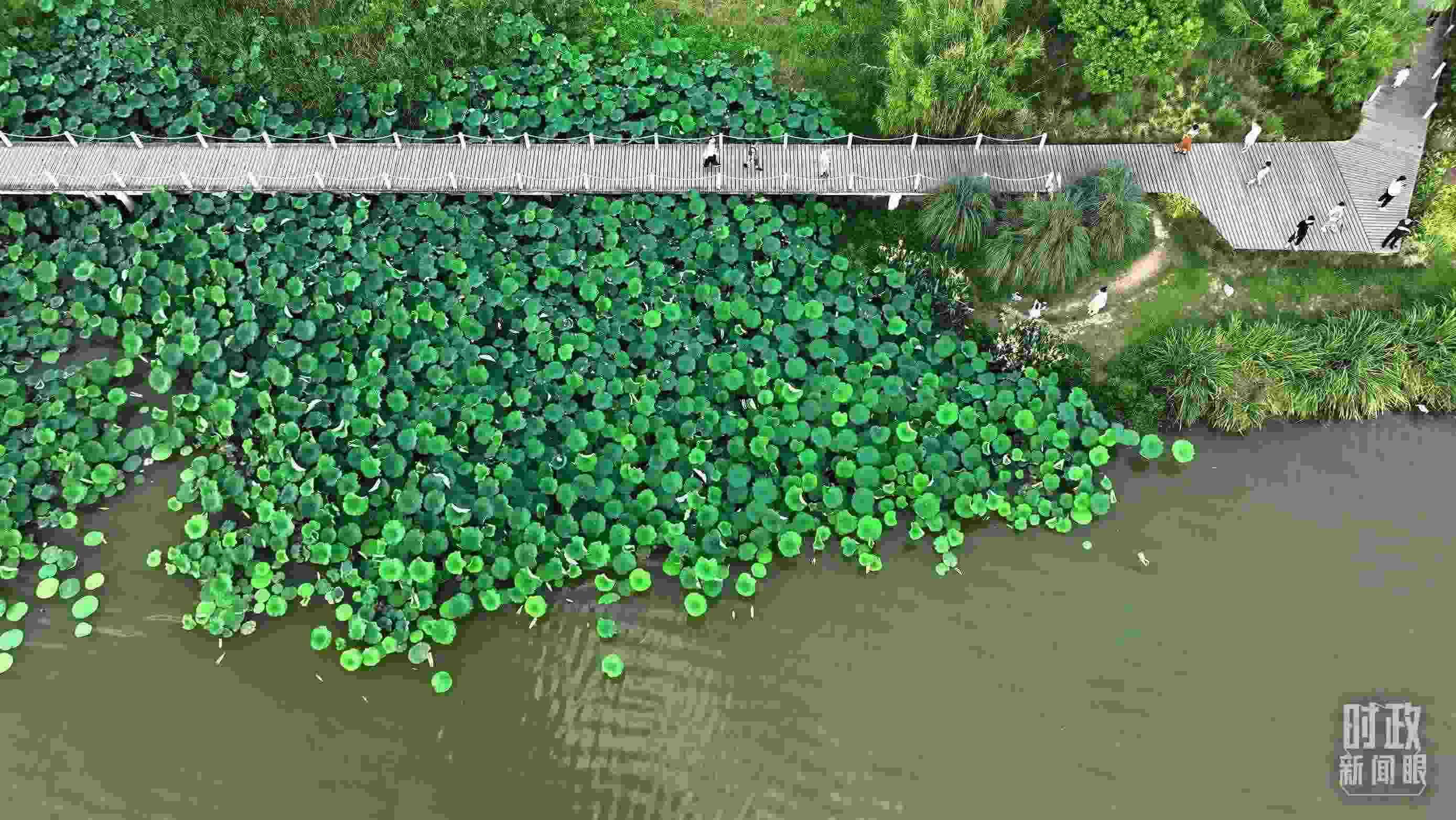 △陜西漢中天漢濕地公園內(nèi)，游人穿行，荷影婆娑。（總臺(tái)記者劉海濤拍攝）