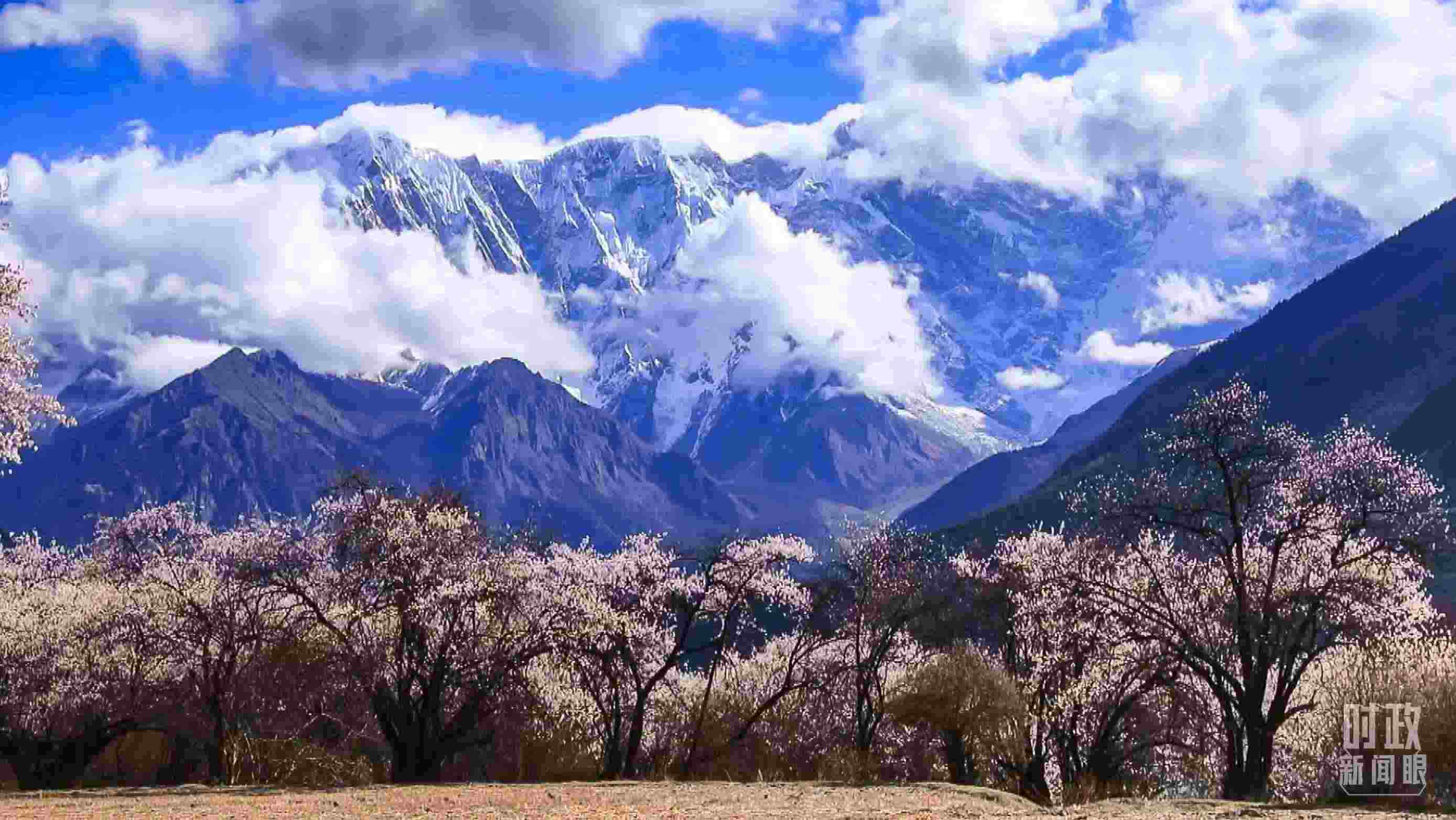 △西藏林芝。（總臺(tái)記者李旭拍攝）