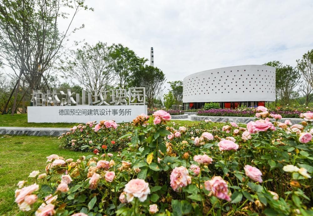 這是2024年4月22日拍攝的成都世園會(huì)主會(huì)場(chǎng)德國(guó)柏林冰山玫瑰園。新華社記者 王曦 攝