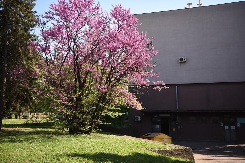 斯梅戴雷沃鋼廠里盛開(kāi)的南歐紫荊花。