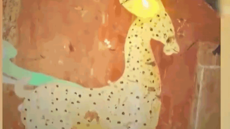 在全新技術支持下，敦煌莫高窟實現(xiàn)了窟內(nèi)文物窟外看的新體驗。