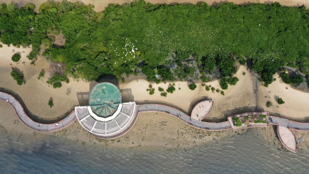 俯瞰廣東湛江市區(qū)海邊的紅樹林（2023年5月25日攝，無人機(jī)照片）。