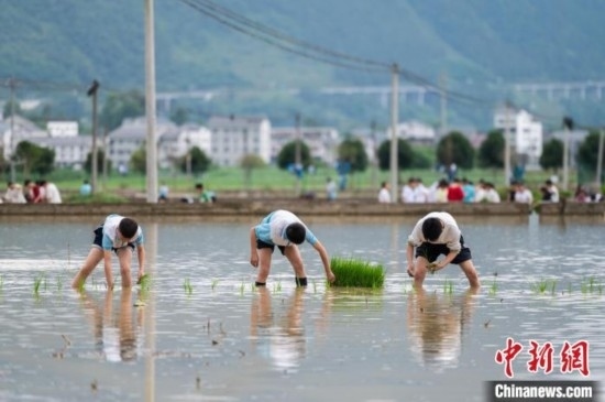 圖為5月21日，綏陽縣旺草中學(xué)學(xué)生在旺草萬畝大壩體驗(yàn)插秧。唐哲 攝