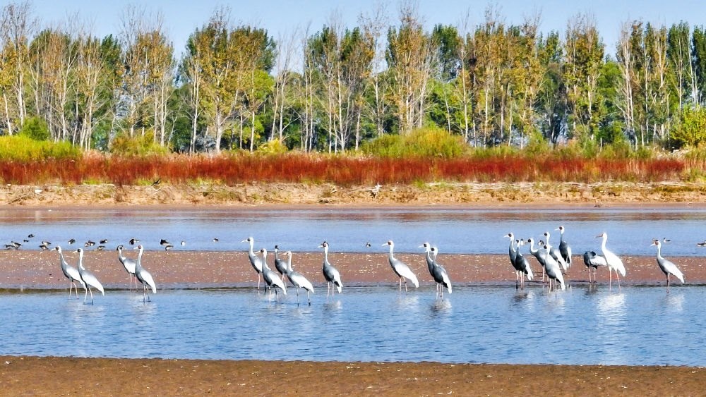 在山東黃河三角洲國家級自然保護區(qū)拍攝的白枕鶴（2022年10月18日攝）。新華社發(fā)（楊斌 攝）