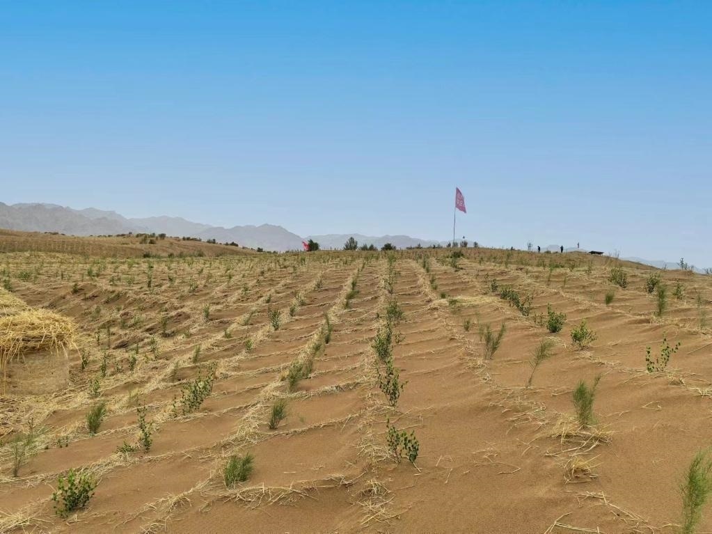 內(nèi)蒙古巴彥淖爾市杭錦后旗治沙新品種沙木蓼和四翅濱藜苗木示范區(qū)。新華社記者 李云平 攝