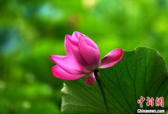 6月19日，時(shí)值一年畢業(yè)季，四川大學(xué)望江校區(qū)荷花池里的荷花盛開，成為了畢業(yè)生們的打卡圣地，吸引了眾多畢業(yè)生拍照留念。圖為盛開的荷花。中新社記者 安源 攝