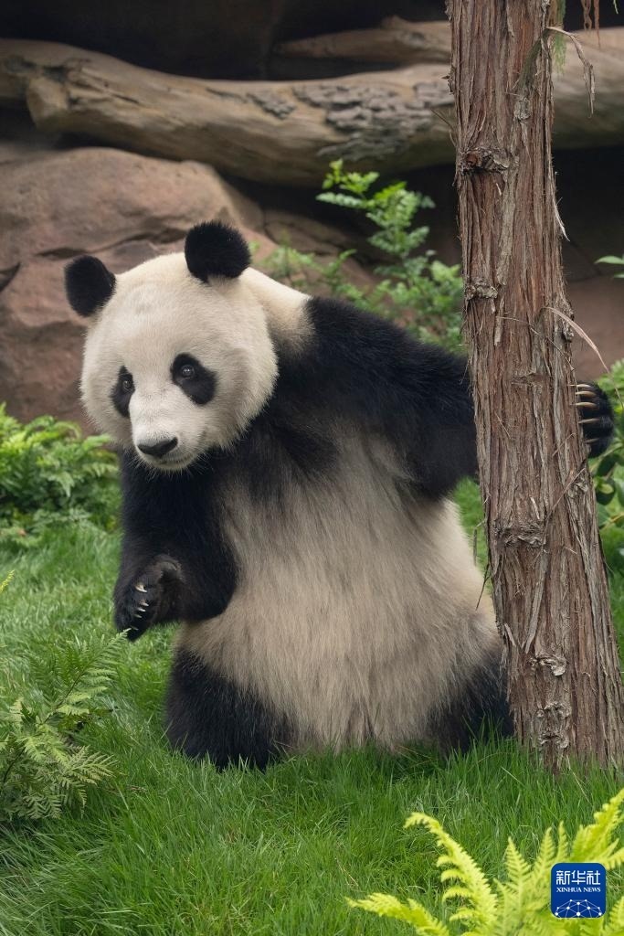 這是美國(guó)加利福尼亞州圣迭戈動(dòng)物園7月19日發(fā)布的大熊貓“鑫寶”在動(dòng)物園新家的照片。新華社發(fā)（圣迭戈動(dòng)物園供圖）