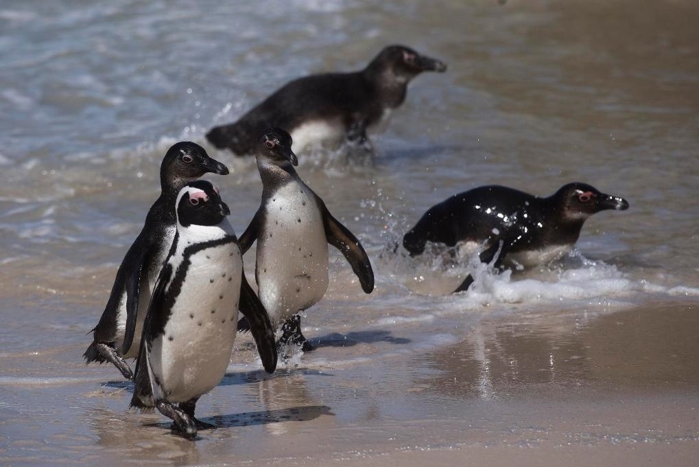 這是2021年9月29日在南非西蒙斯敦的博爾德斯海灘拍攝的捕食歸來(lái)的非洲企鵝。新華社記者 陳誠(chéng) 攝