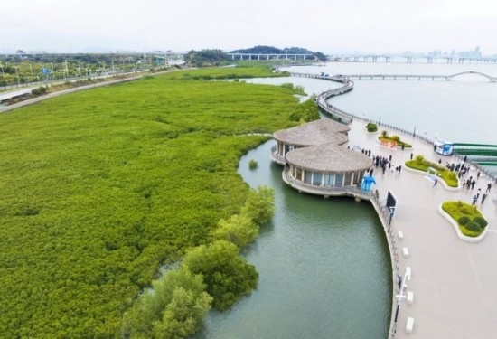2024年1月23日拍攝的廈門市翔安區(qū)下潭尾紅樹林公園（無人機(jī)照片）。新華社記者 林善傳 攝
