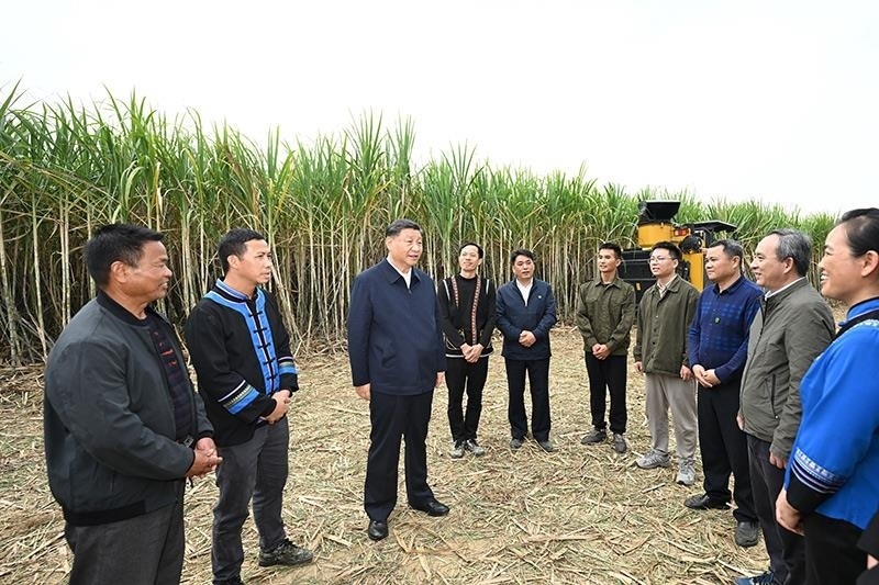 2023年12月14日，習(xí)近平總書記在廣西來(lái)賓市國(guó)家現(xiàn)代農(nóng)業(yè)產(chǎn)業(yè)園黃安優(yōu)質(zhì)“雙高”糖料蔗基地考察時(shí)，同蔗農(nóng)、農(nóng)機(jī)手和農(nóng)技人員親切交流。