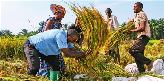 2018 年，中國農(nóng)業(yè)專家組在布隆迪布班扎省吉漢加縣設(shè)立首個水稻減貧示范村。圖為當(dāng)?shù)剞r(nóng)戶在稻田里給雜交水稻脫粒（2023 年 6 月 20 日攝） 韓旭攝 / 本刊