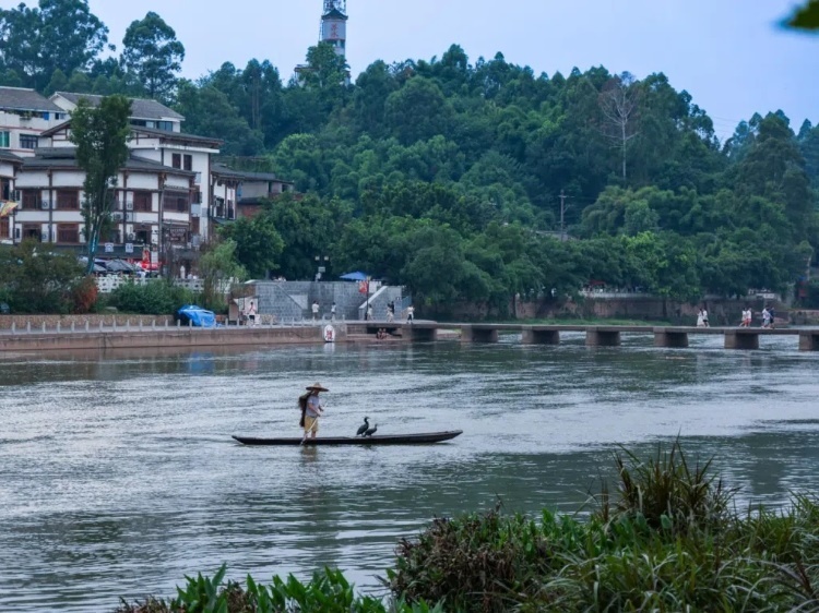 蘇稽古鎮(zhèn)的漁民在進(jìn)行魚鷹捕魚表演。本報(bào)記者 伊霄攝