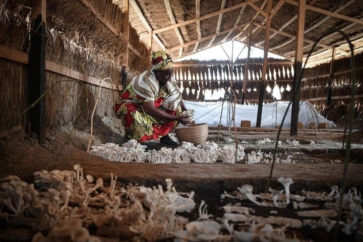 2024年2月6日，在中非共和國(guó)達(dá)馬拉，法蒂瑪在菇棚內(nèi)收獲菌草菇。2022年，法蒂瑪在聽(tīng)說(shuō)中國(guó)菌草專家在班吉傳授技術(shù)后主動(dòng)前往學(xué)習(xí)，從一間小菌棚起步，逐漸擴(kuò)大為如今小有名氣的合作社。新華社記者 韓旭 攝