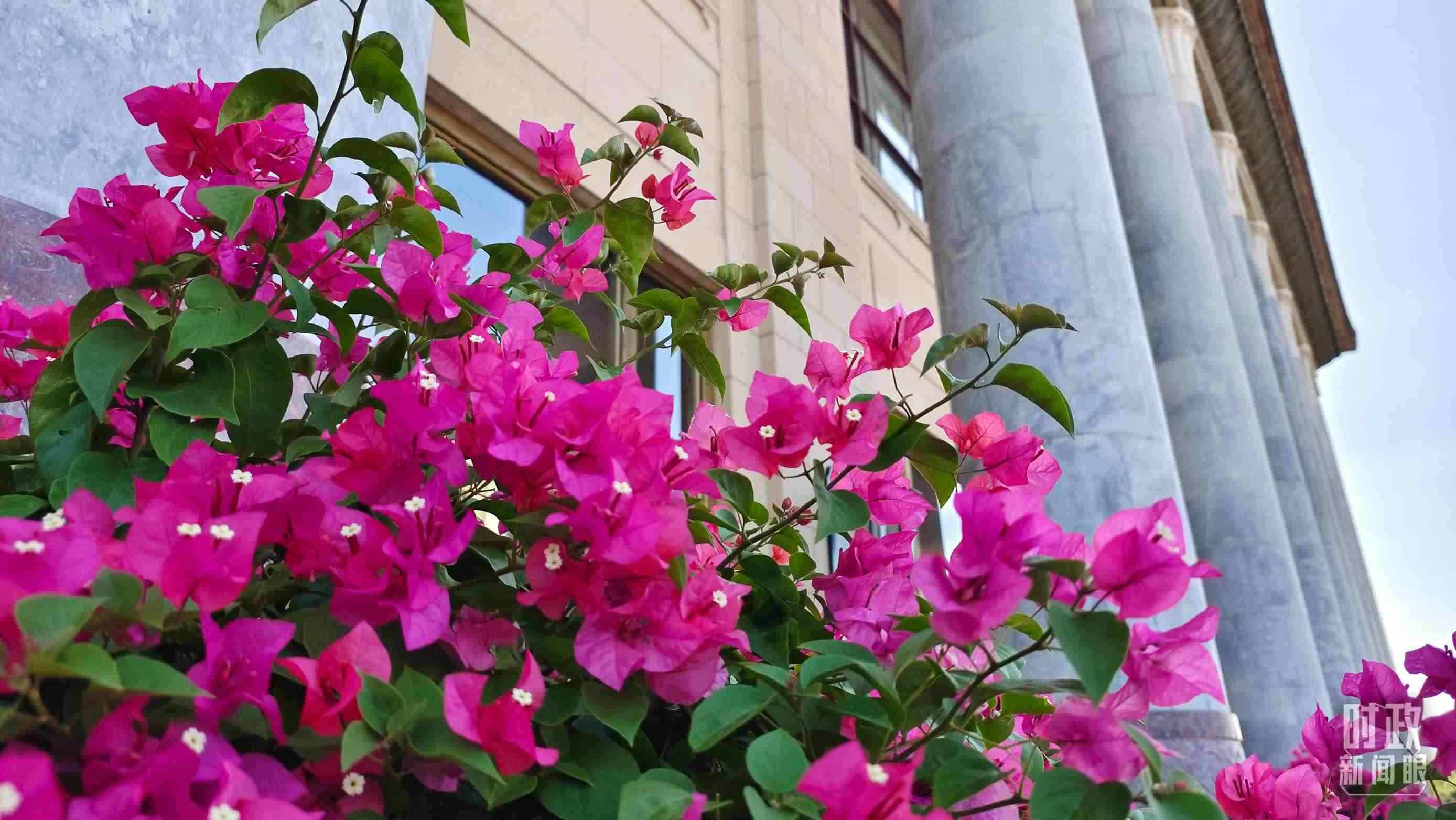 △人民大會(huì)堂外花團(tuán)錦簇。（總臺(tái)央視記者韓銳拍攝）