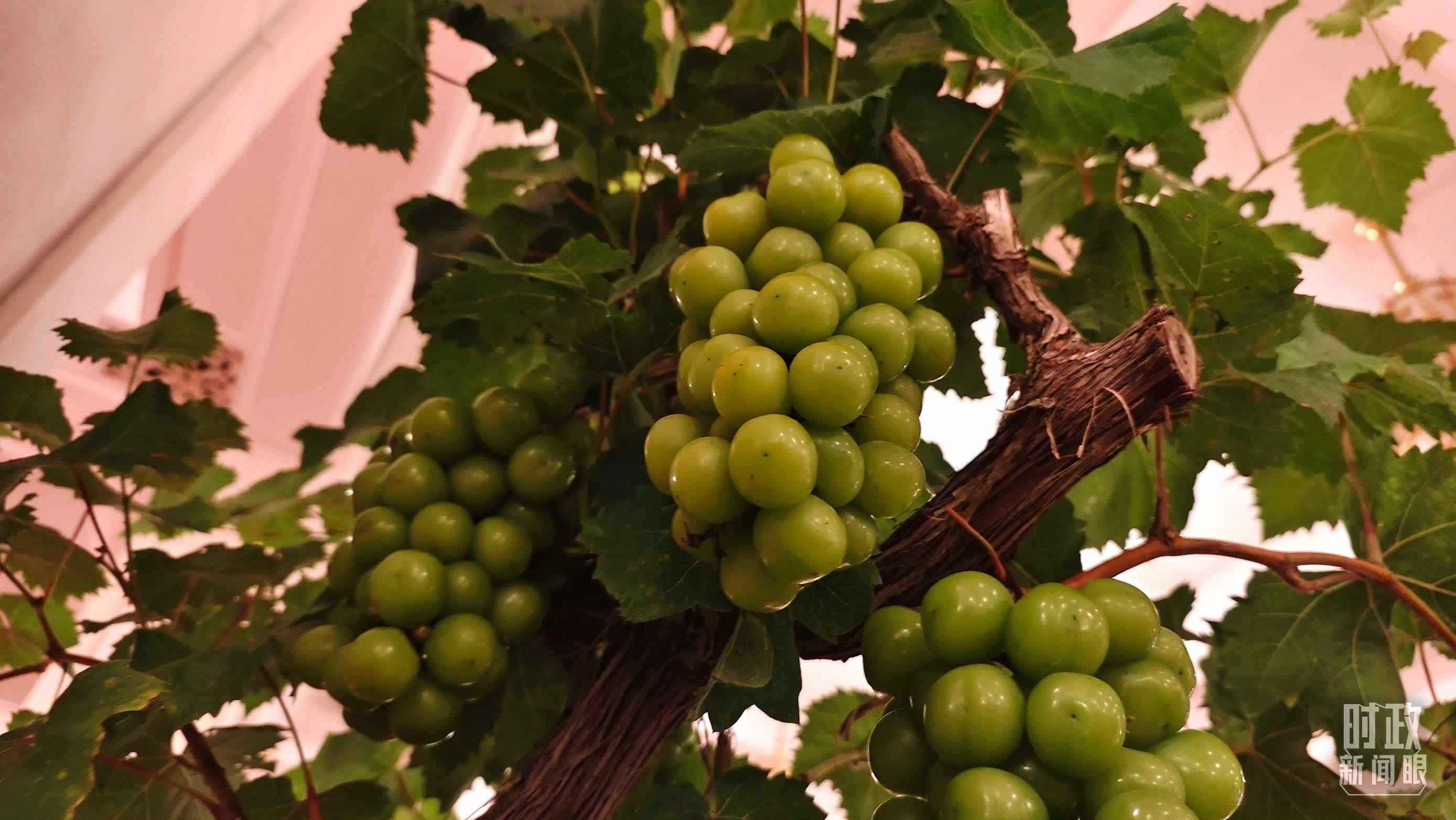  △人民大會堂的盆景，碩果累累。（總臺央視記者韓銳拍攝）