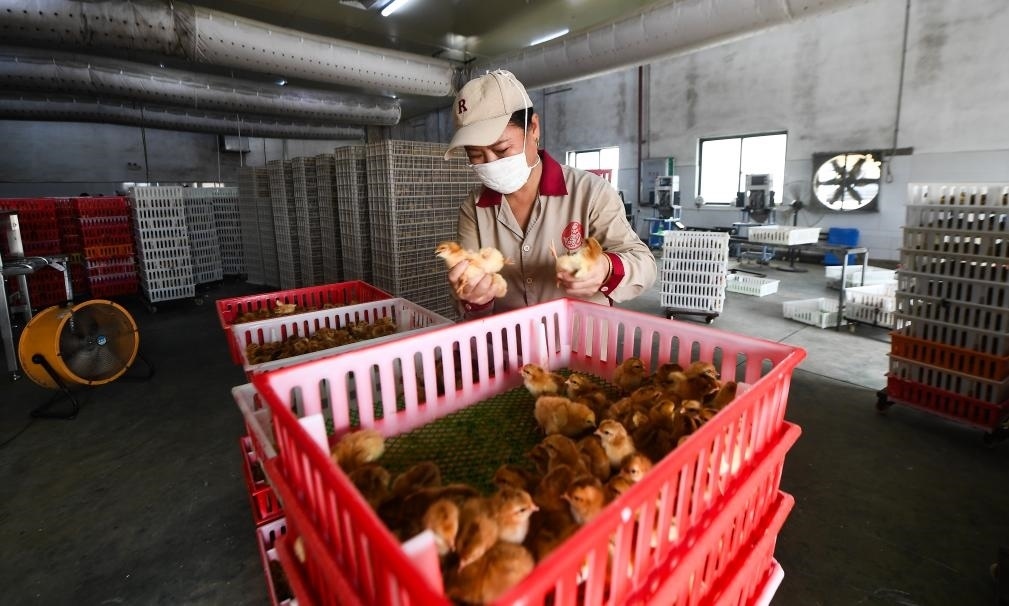 在文昌市的海南（潭牛）文昌雞股份有限公司孵化廠，工人在挑選文昌雞苗。新華社記者楊冠宇 攝