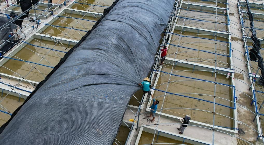 在文昌市翁田鎮(zhèn)的海興農(nóng)翁田蝦苗場(chǎng)，工人重新鋪設(shè)頂棚。無人機(jī)照片，新華社記者楊冠宇 攝