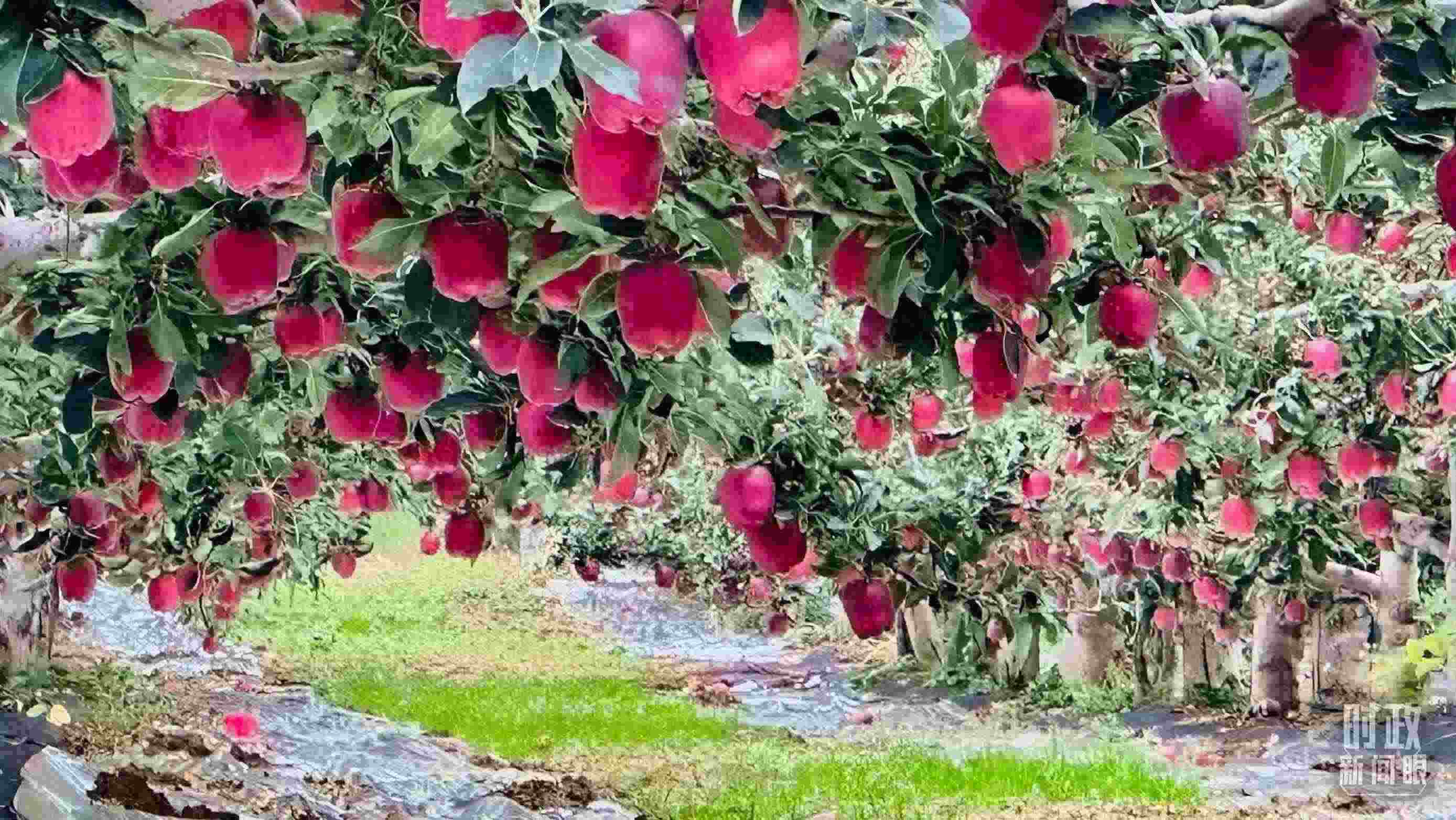 △ 麥積區(qū)南山花牛蘋果基地。（總臺央視記者范一鳴拍攝）