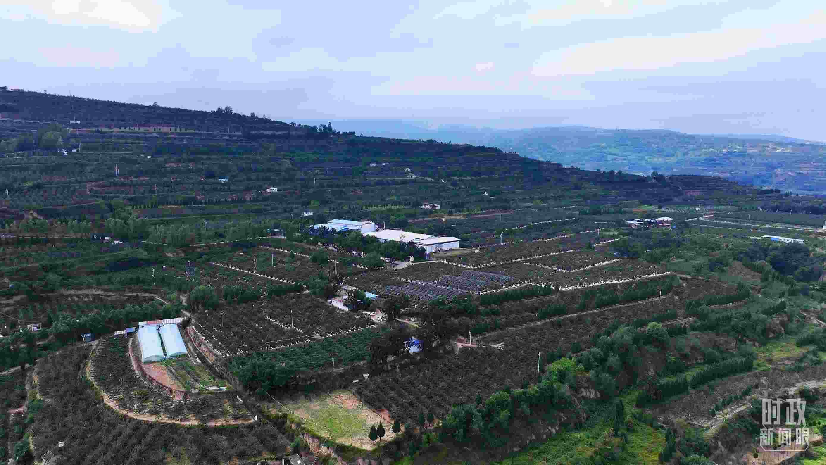 △ 麥積區(qū)南山花牛蘋果基地。（總臺央視記者范凱拍攝）