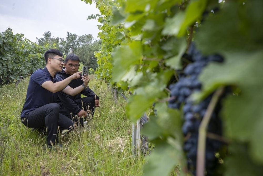 2024年8月15日，技術(shù)人員（左）和工作人員在寧夏銀川市西夏區(qū)的一個葡萄園工作。為推動黃河流域生態(tài)保護(hù)和高質(zhì)量發(fā)展先行區(qū)建設(shè)，銀川市積極打造高標(biāo)準(zhǔn)葡萄園，借助各種傳感器監(jiān)測釀酒葡萄的生長狀態(tài)，實現(xiàn)精準(zhǔn)灌溉，從而高效節(jié)約黃河水。