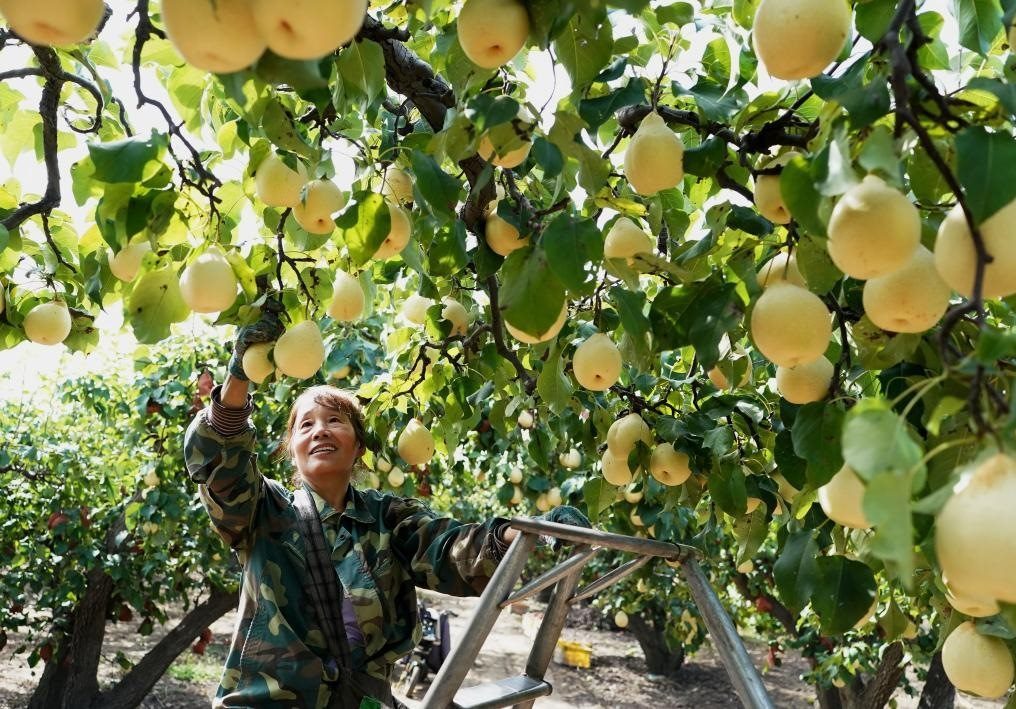 9月13日，河北省晉州市的農(nóng)民在果園采摘鴨梨。新華社記者楊世堯 攝