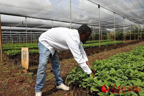 農(nóng)場(chǎng)協(xié)調(diào)員艾哈邁德·耶曼正在檢查咖啡幼苗。人民網(wǎng)記者 沈小曉攝