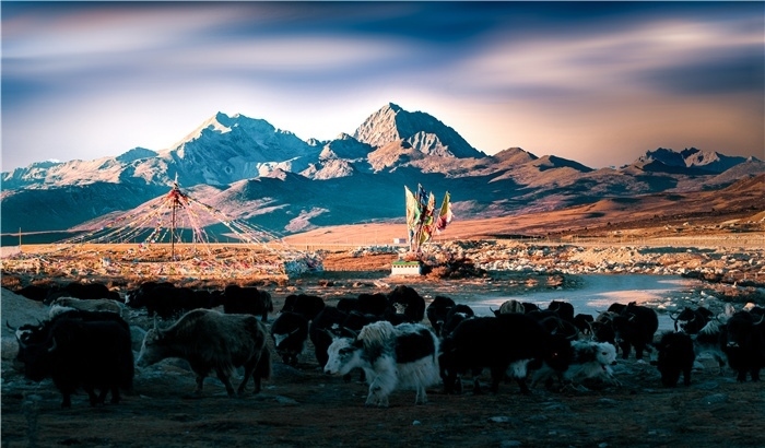 雅拉雪山上的牦牛群。蕭旺擺攝