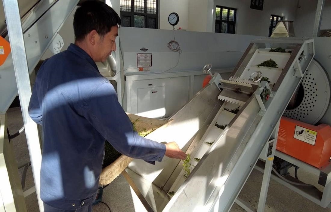  茶廠工人正在查看茶青質(zhì)量。 受訪者供圖